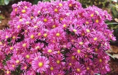 Aster dumosus 'Tonga', Aster