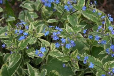 Brunnera macrophylla 'Hadspen Cream', kaukasische vergeet-mij-niet