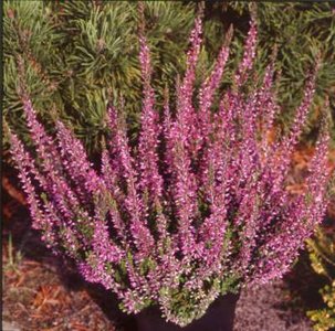 Calluna vulgaris 'Amethyst', ® Dopheide