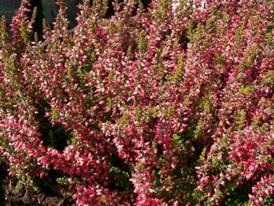 Calluna vulgaris 'Athene', ® Dopheide