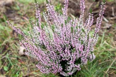 Calluna vulgaris 'Pink Bettina', ® Dopheide