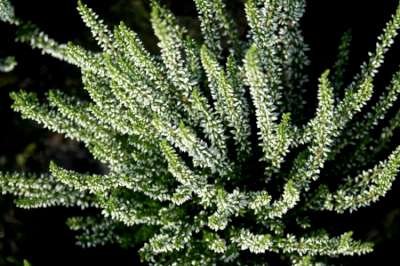 Calluna vulgaris 'White Angie', Dopheide