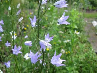 Campanula rapunculus, Akkerklokje