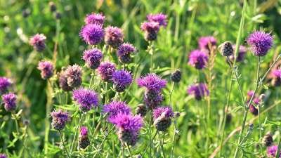 Centaurea scabiosa, Knoopkruid