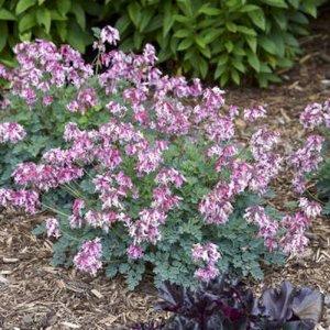 Dicentra 'Pink Diamonds' ®, Gebroken hartjes