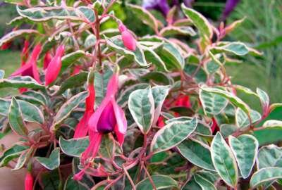 Fuchsia magell. var. gracilis 'Tricolor', Bellenplant