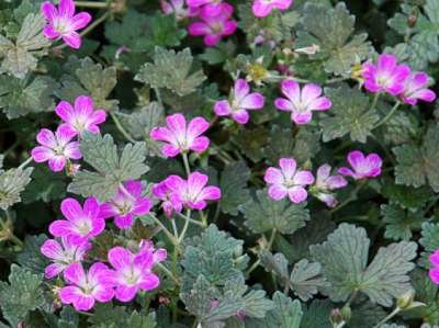 Geranium 'Orkney Cherry', Ⓡ Ooievaarsbek