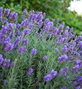 Lavandula int. 'Grosso', P9 Lavendel