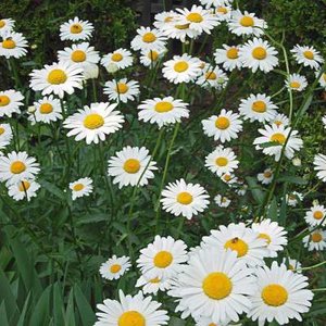 Leucanthemum 'Becky', Margriet