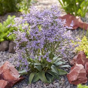 Limonium gmelinii 'Dazzle Rocks' ®, Lamsoor