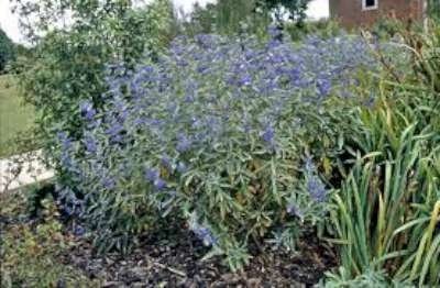 Caryopteris cland. 'Heavenly Blue', P9 Blauwe Spirea