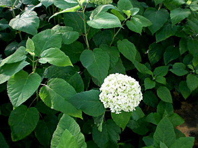 Hydrangea arbor. 'Annabelle' 1L, 30-40 Hortensia