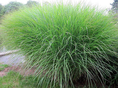 Miscanthus sin. 'Gracillimus' 2L, Chinees riet