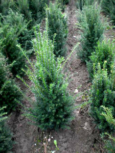 Taxus Baccata 3L 30-35 cm, Venijnboom