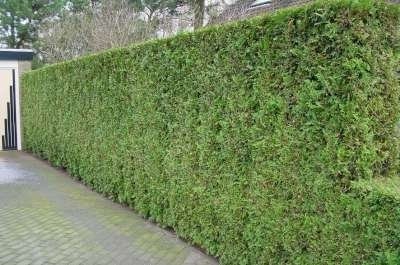 Thuja Atrovirens 3L, 60-80 Levensboom