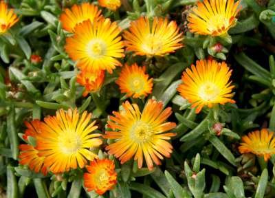 Delosperma cooperi 'Orange'