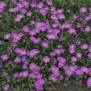 Delosperma cooperi 'Table Mountain'