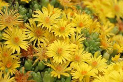 Delosperma cooperi 'Yellow'