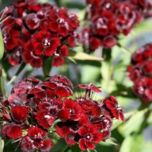 Dianthus barbatus 'Nigricans', Anjer