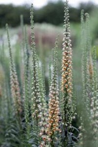 Digitalis parviflora, Vingerhoedskruid