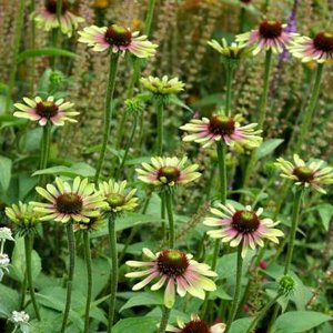 Echinacea pur. 'Green Twister', ® Zonnehoed