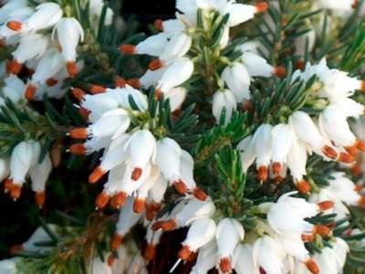 Erica carnea 'Springwood White', Winterheide