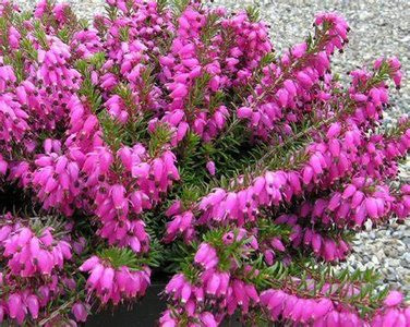 Erica carnea 'Winterfreude', Winterheide