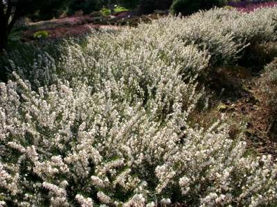 Erica darl. 'Silberschmelze', Winterheide