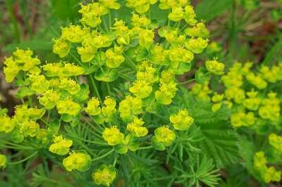 Euphorbia cyparissias, Wolfsmelk