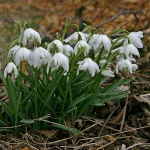 Galanthus nivalis 'Flore Pleno', Sneeuwklokje