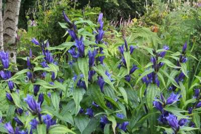 Gentiana asclepiadea, Gentiaan