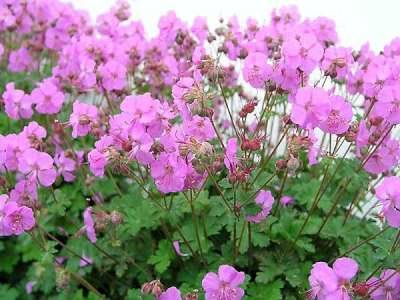 Geranium cantabrigiense 'Karmina', Ooievaarsbek