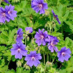 Geranium magnificum 'Rosemoor', Ooievaarsbek