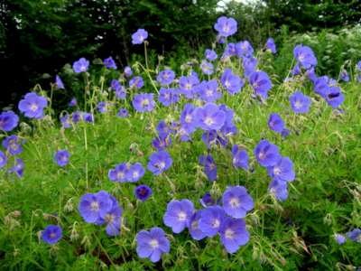 Geranium 'Orion', Ooievaarsbek