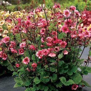 Geum 'Tempo Rose', ® Nagelkruid