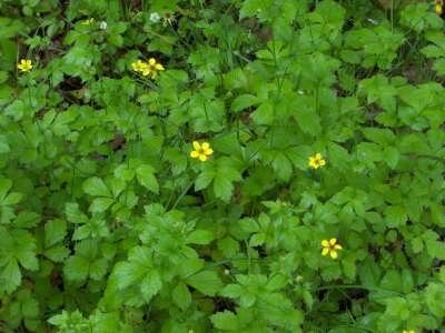 Geum urbanum, Nagelkruid