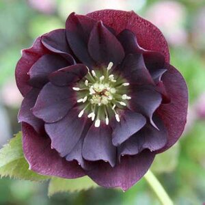 Helleborus orientalis 'Double Ellen Purple', Lenteroos, Nieskruid