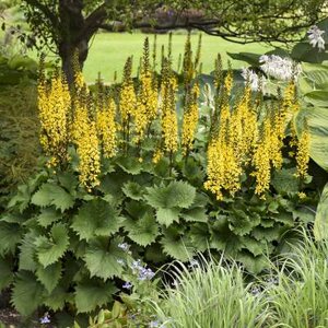 Ligularia 'Bottle Rocket', Grijsaard (= The Rocket)