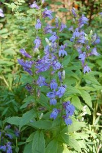 Lobelia siphilitica, Lobelia