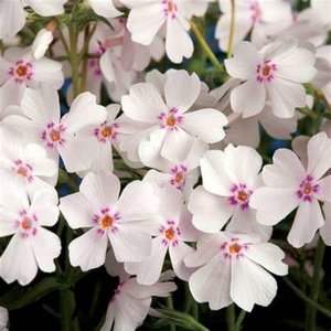 Phlox subulata 'Amazing Grace', Vlambloem