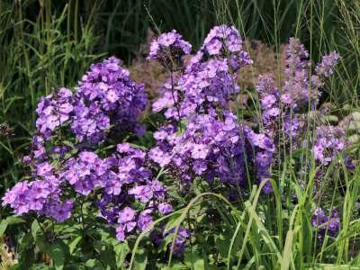 Phlox paniculata 'Blue Paradise', Vlambloem