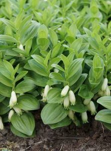 Polygonatum humile, Salomonszegel