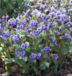 Pulmonaria 'Blue Ensign', Longkruid