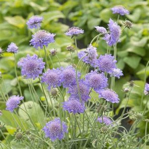 Scabiosa columbaria, Duifkruid