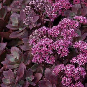 Sedum sunsparkler 'Firecracker', ® Vetkruid