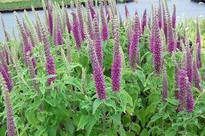 Teucrium hyrcanicum P9, Gamander