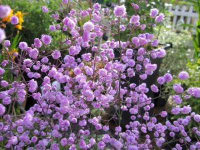 Thalictrum delavayi 'Hewitt's Double', Ruit