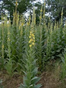 Verbascum 'Densiflorum', Toorts