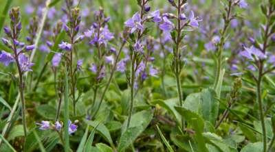 Veronica officinalis, Liggende ereprijs