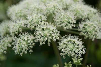 Angelica sylvestris, Engelenwortel